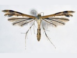 Megalorhipida leucodactylus